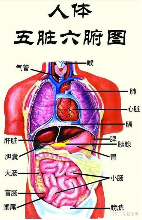 五藏六腑|人体五脏六腑器官分布图及功能关系